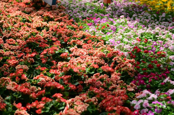 Quelle technique de taille est recommandée pour un pommier en espalier dans un jardin urbain?
